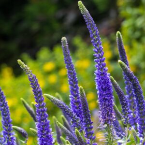 Kalászos veronika (Veronica spicata ‘Anniversary Blue’)