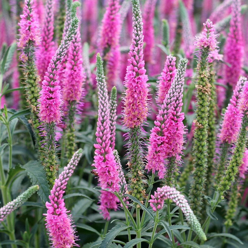 Kalászos veronika (Veronica spicata ‘Anniversary Rose’)