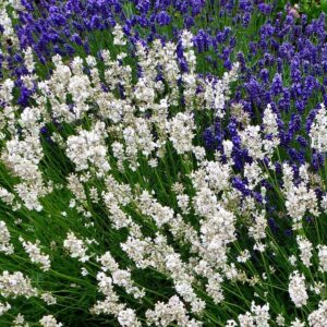 Fehér virágú levendula (Lavandula angustifolia ‘White Scent Early’)