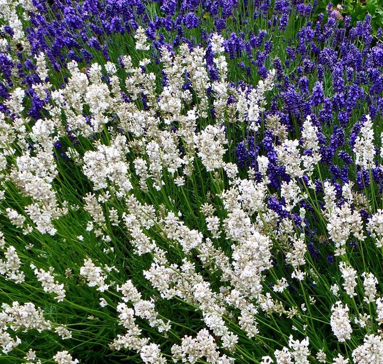 Fehér virágú levendula (Lavandula angustifolia ‘White Scent Early’)