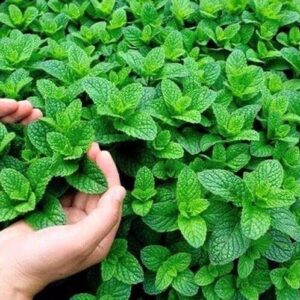 Borsmenta (Mentha piperita)