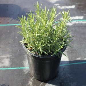 ROSMARINUS OFFICINALIS ‘PERIGORD’