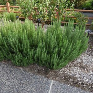 ROSMARINUS OFFICINALIS ‘PERIGORD’