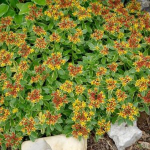 Tarka kamcsatkai varjúháj (Sedum kamtschaticum ‘Variegatum’)