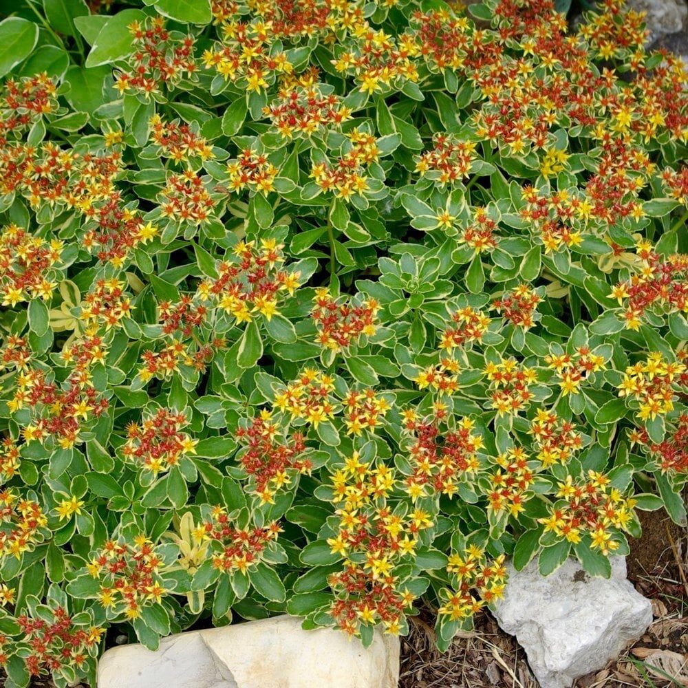 Tarka kamcsatkai varjúháj (Sedum kamtschaticum ‘Variegatum’)