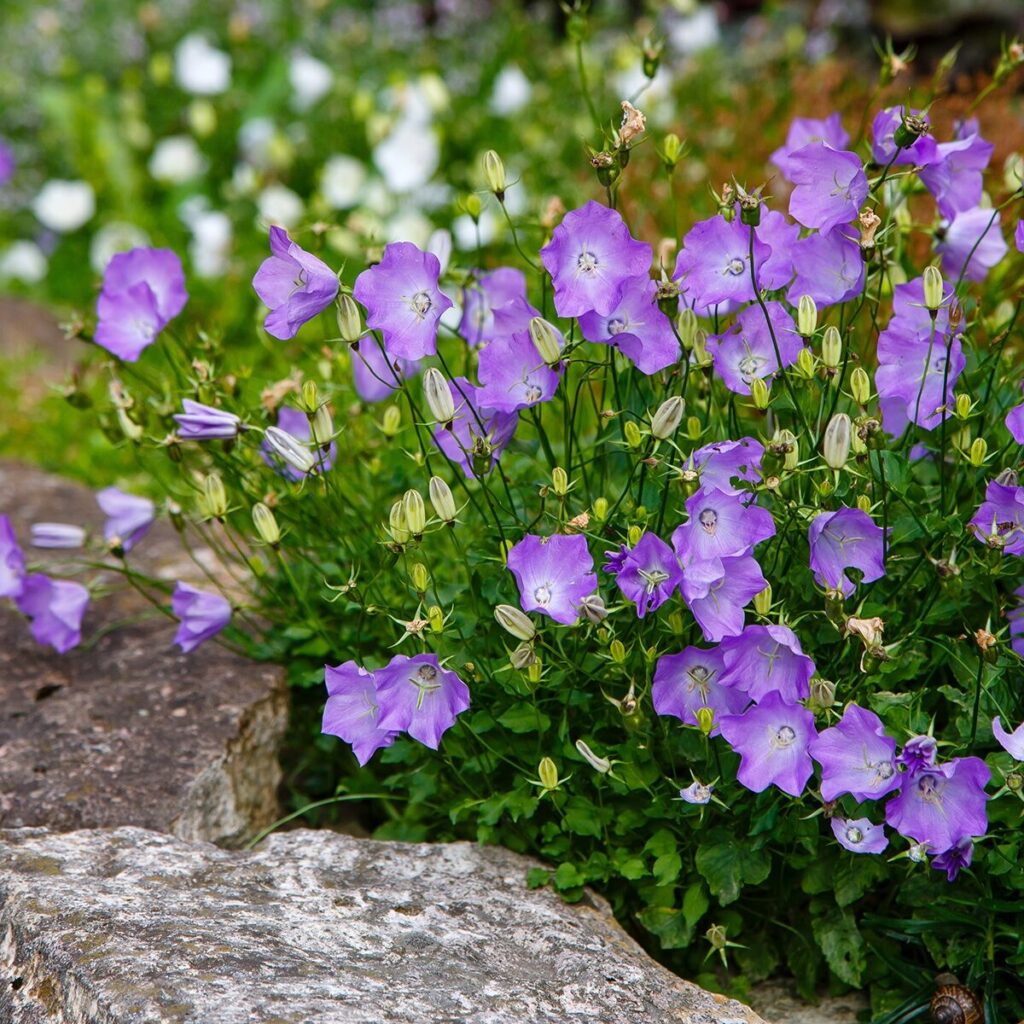Kárpáti harangvirág (Campanula carpatica ‘Carillon Blue’)