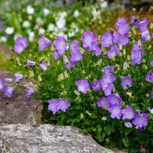 Kárpáti harangvirág (Campanula carpatica ‘Carillon Blue’)