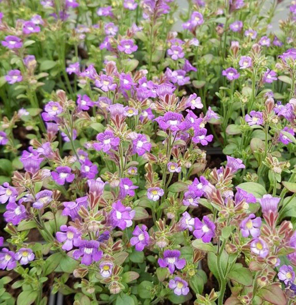 Oregánólevelű tátika (Chaenorhinum origanifolium ‘Dream Catcher’)