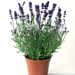 Korai virágzású levendula (Lavandula angustifolia ‘Blue Scent Early’)