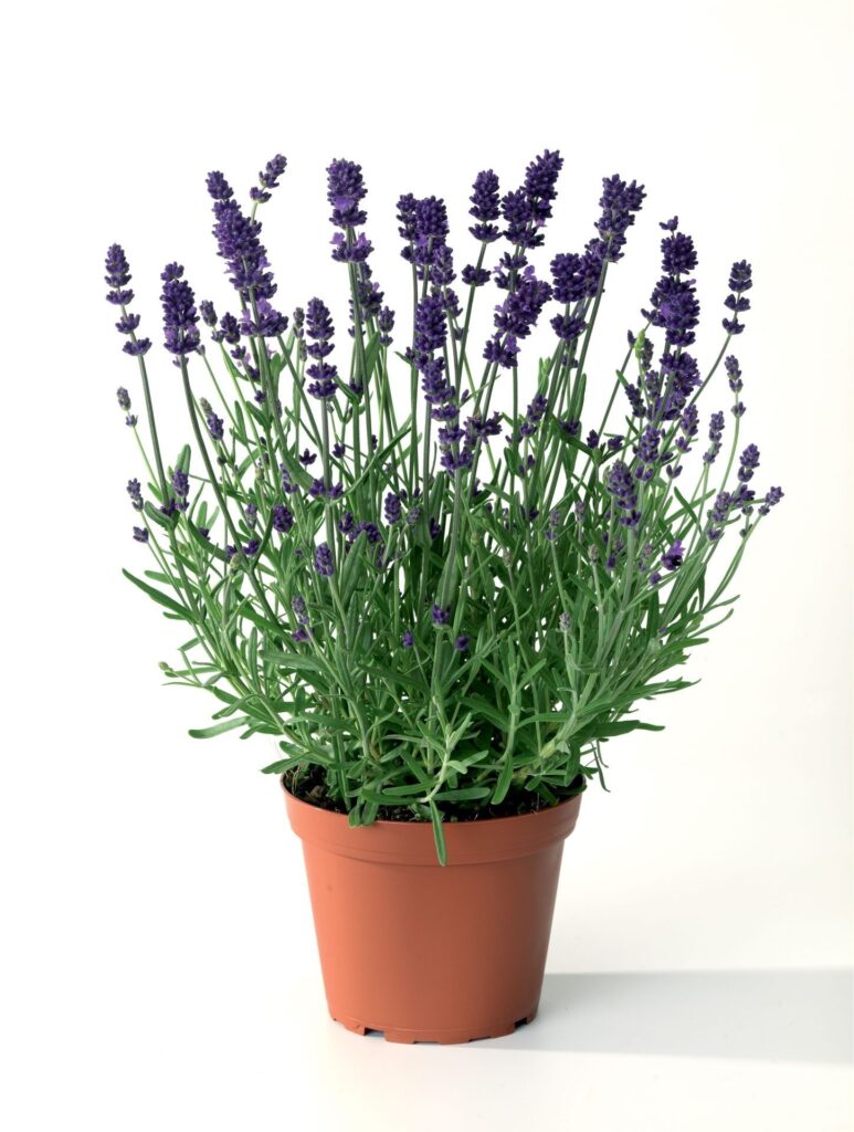 Korai virágzású levendula (Lavandula angustifolia ‘Blue Scent Early’)