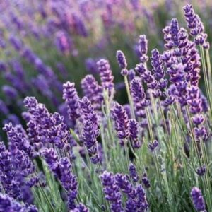 Korai virágzású levendula (Lavandula angustifolia ‘Blue Scent Early’)