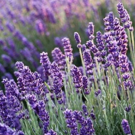 Korai virágzású levendula (Lavandula angustifolia ‘Blue Scent Early’)