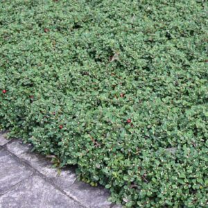 Talajtakaró madárbirs (Cotoneaster dammeri ‘Streibs Findling’)