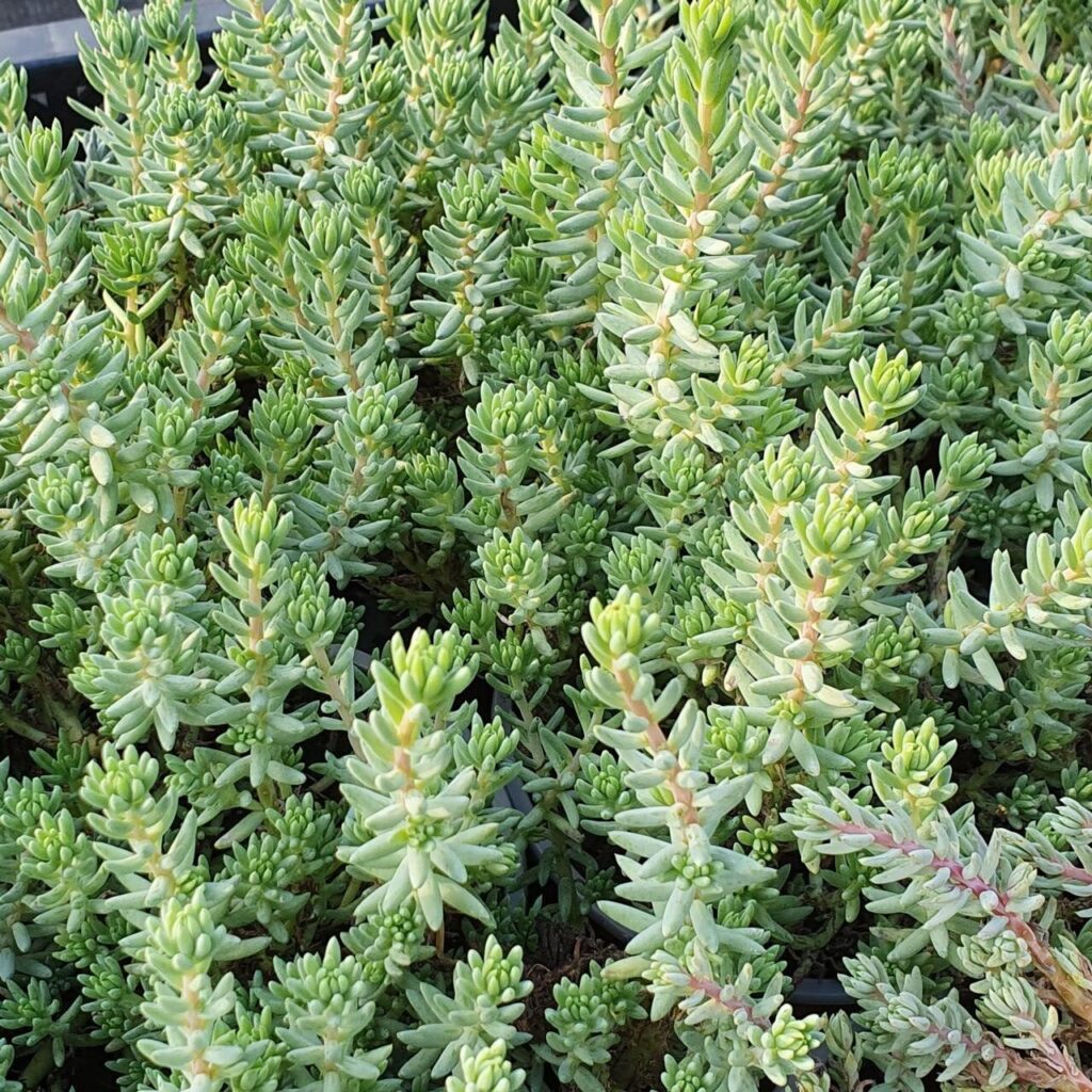 Termetes varjúháj (Sedum sediforme)
