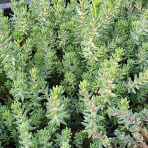 Termetes varjúháj (Sedum sediforme)