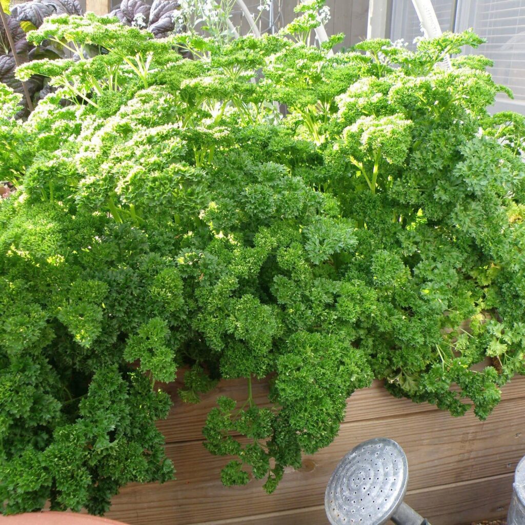 Petrezselyem (Petroselinum crispum)