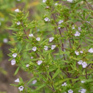 Kerti borsikafű (Satureja hortensis)