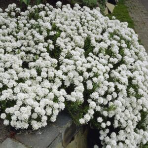 Örökzöld tatárvirág (Iberis sempervirens ‘Snowflake’)