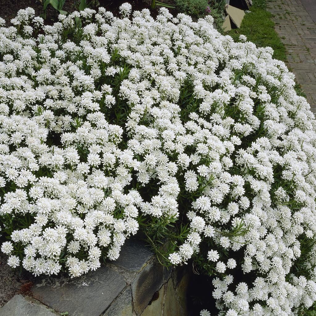 Örökzöld tatárvirág (Iberis sempervirens ‘Snowflake’)