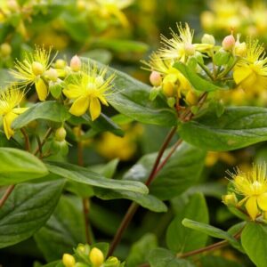 Bogyós orbáncfű (Hypericum inodorum)