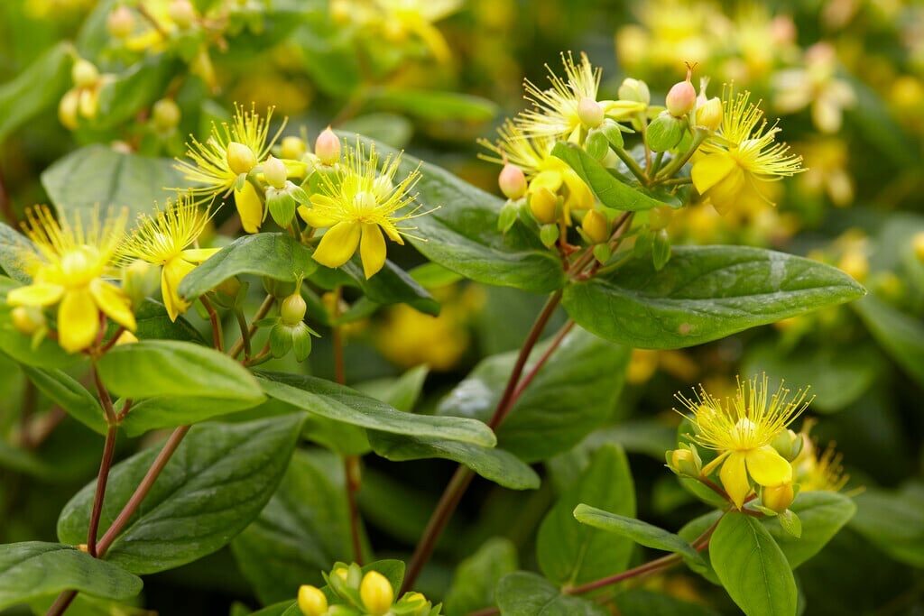 Bogyós orbáncfű (Hypericum inodorum)