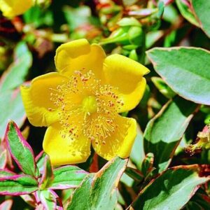 Tarka orbáncfű (Hypericum moserianum ‘Tricolor’)