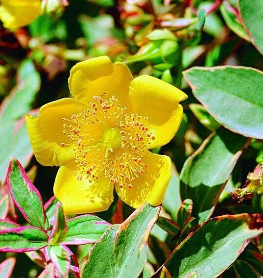 Tarka orbáncfű (Hypericum moserianum ‘Tricolor’)