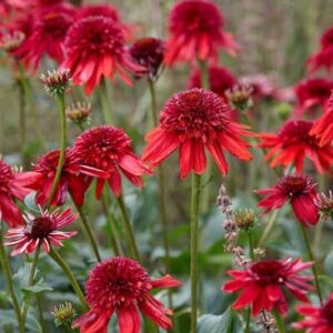 Kasvirág (Echinacea ‘Eccentric’)