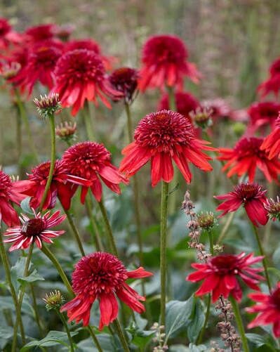 Kasvirág (Echinacea ‘Eccentric’)