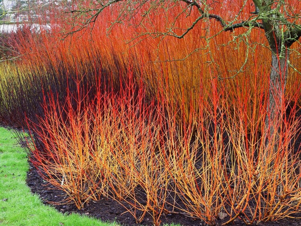 Veresgyűrű som (Cornus sanguinea)