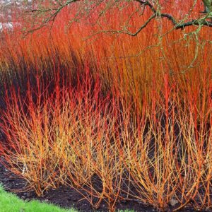 Veresgyűrű som (Cornus sanguinea)