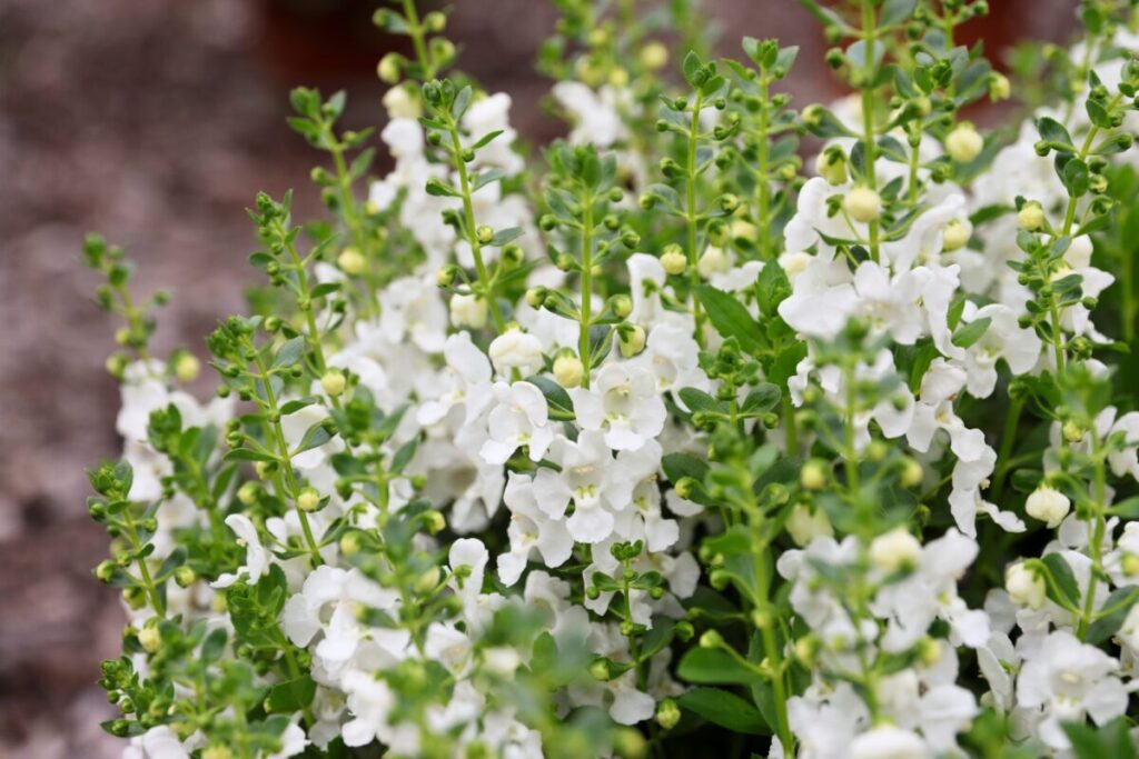 Nyári tátika (Angelonia angustifolia ‘Alonia Snowball’)
