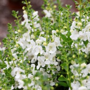 Nyári tátika (Angelonia angustifolia ‘Alonia Snowball’)