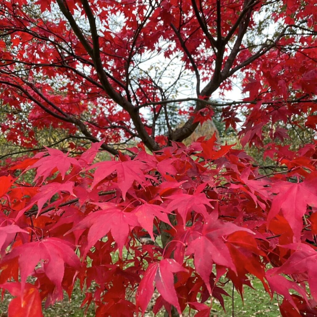 Japán juhar (Acer palmatum ‘Fireglow’)