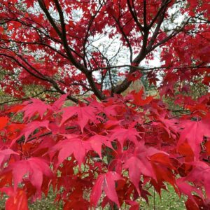 Japán juhar (Acer palmatum ‘Fireglow’)