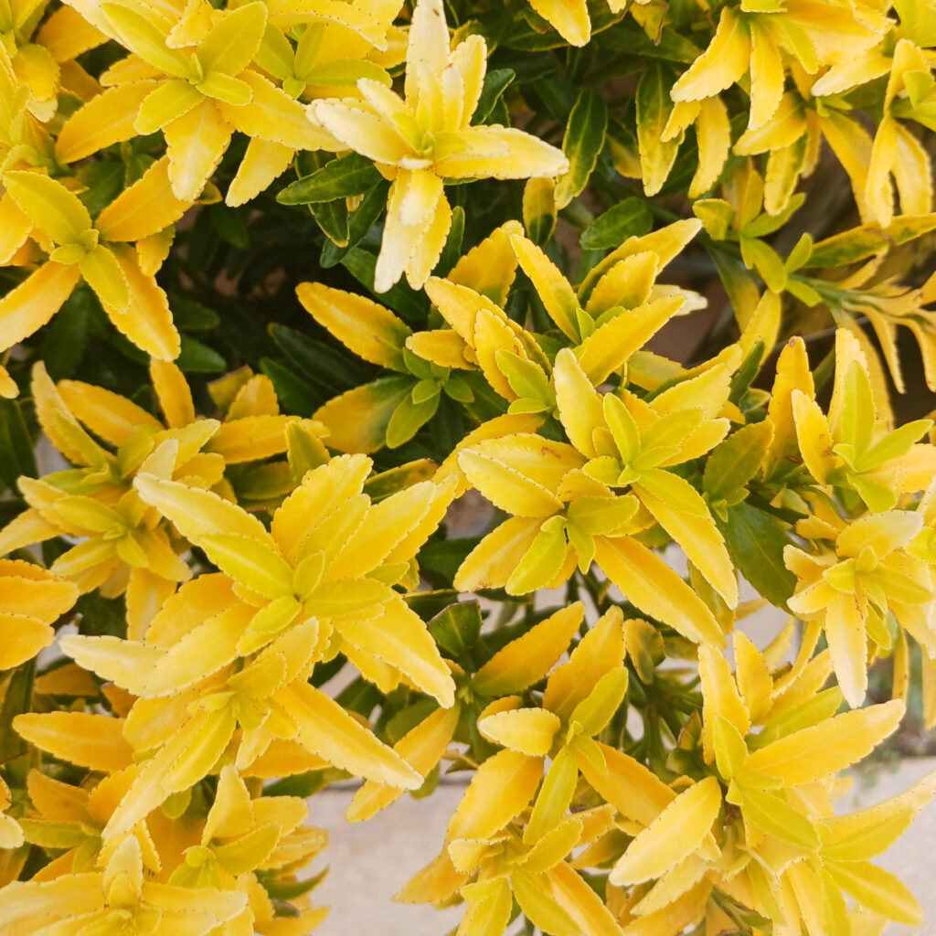 Japán kecskerágó (euonymus japonicus ‘Happiness’)