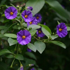 Kék burgonyacserje (Solanum rantonnetii)