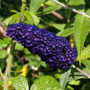 Kék virágú nyári orgona (Buddleia davidii ‘Empire Blue’)