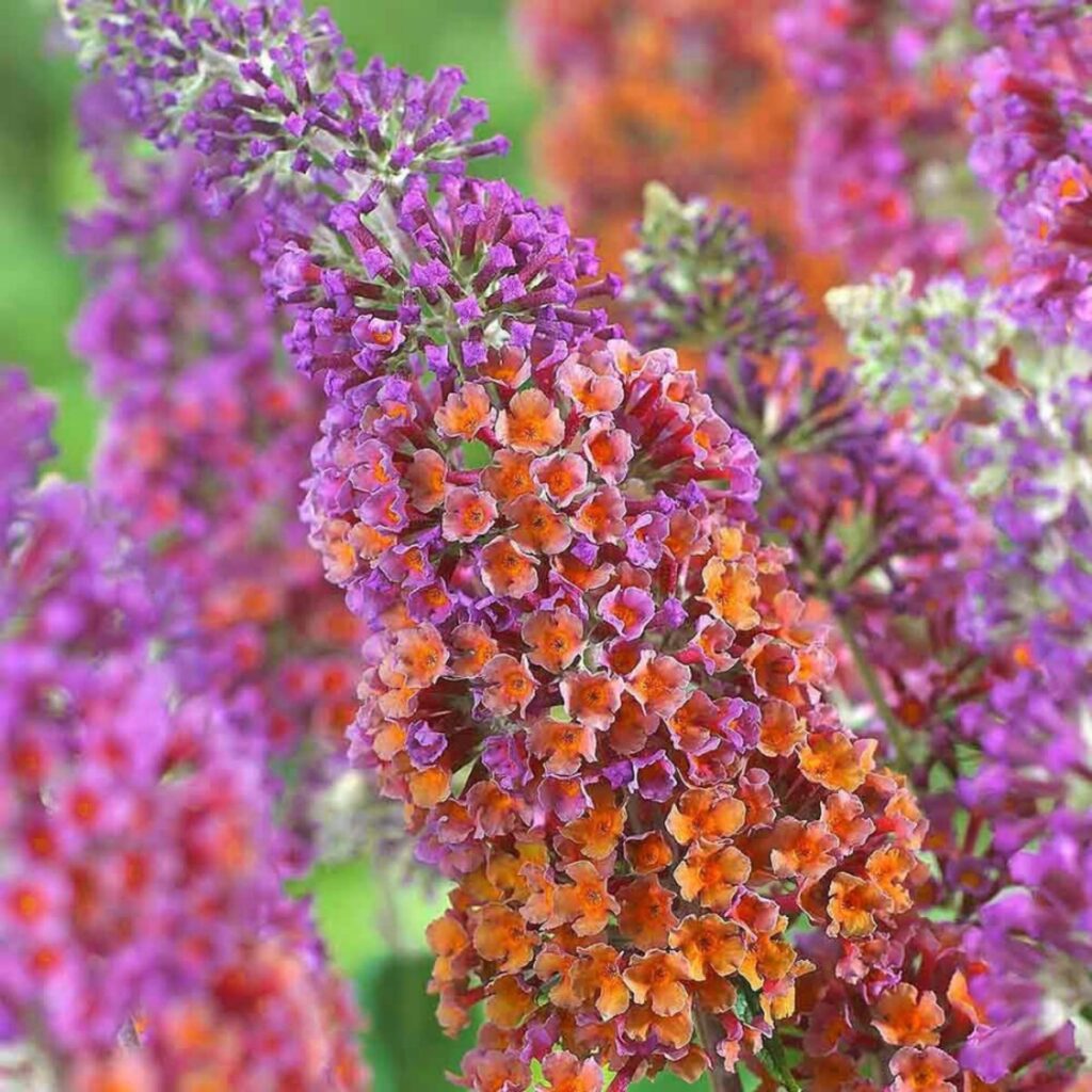 Kétszínű nyári orgona (Buddleia weyeriana ‘Flower Power’)
