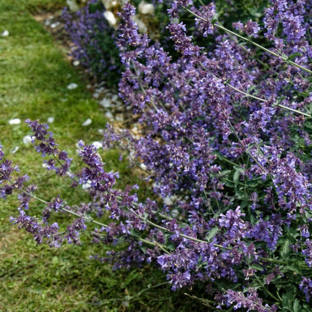 Macskamenta (Nepeta faassenii ‘Purrsian Blue’)