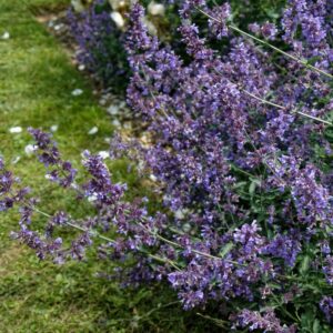 Macskamenta (Nepeta faassenii ‘Purrsian Blue’)