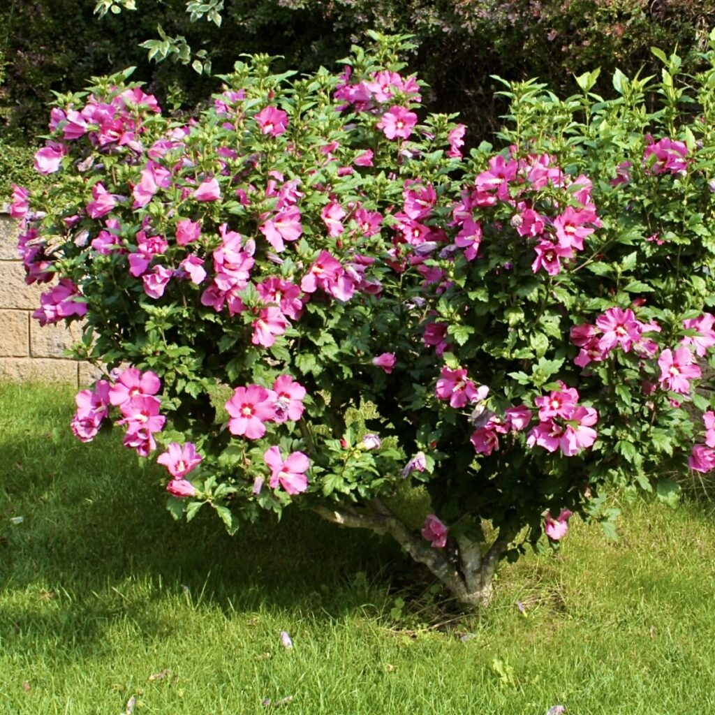 Mályvacserje (Hibiscus syriacus ‘Maike’)