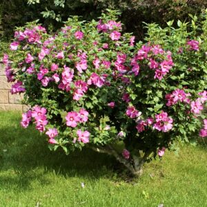 Mályvacserje (Hibiscus syriacus ‘Maike’)