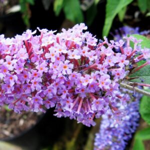 Nyári orgona (Buddleia davidii ‘Ile de France’)