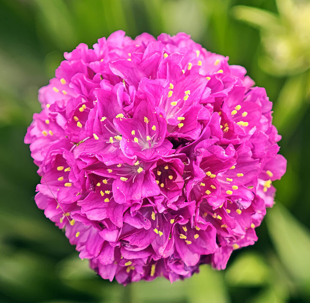 Pázsitszegfű (Armeria maritima ‘Vesuv’)