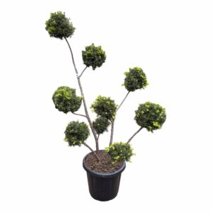 Pom-pon formájú japán magyal (Ilex crenata ‘Hetzii’)