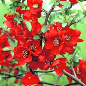 Piros virágú japánbirs (Chaenomeles superba ‘Crimson and Gold’)