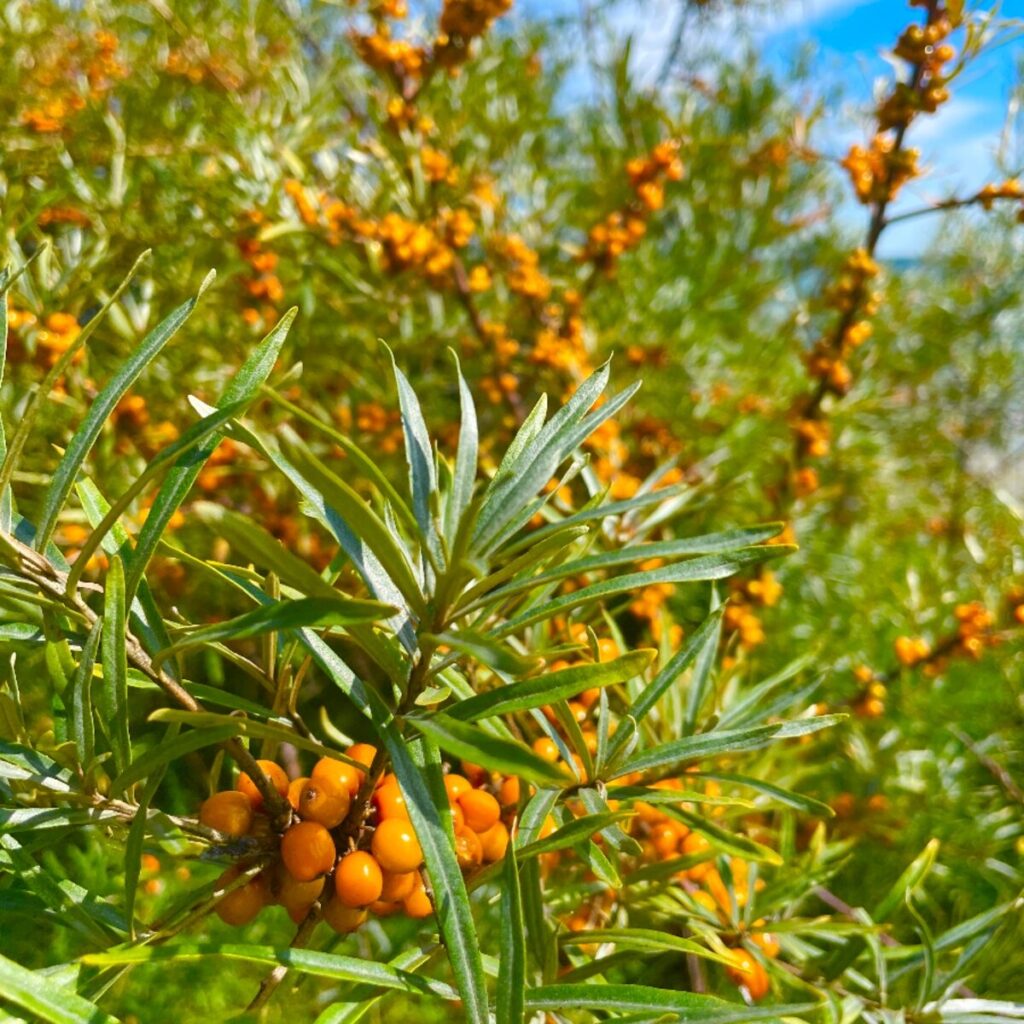 Porzós homoktövis (Hippophae rhamnoides ‘Polmix’)
