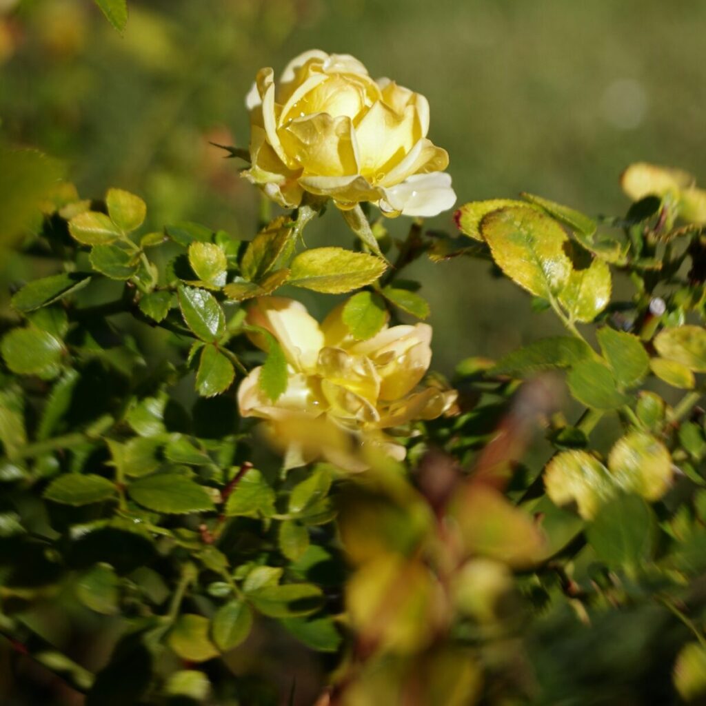 ROSA ‘THE FAIRY YELLOW’