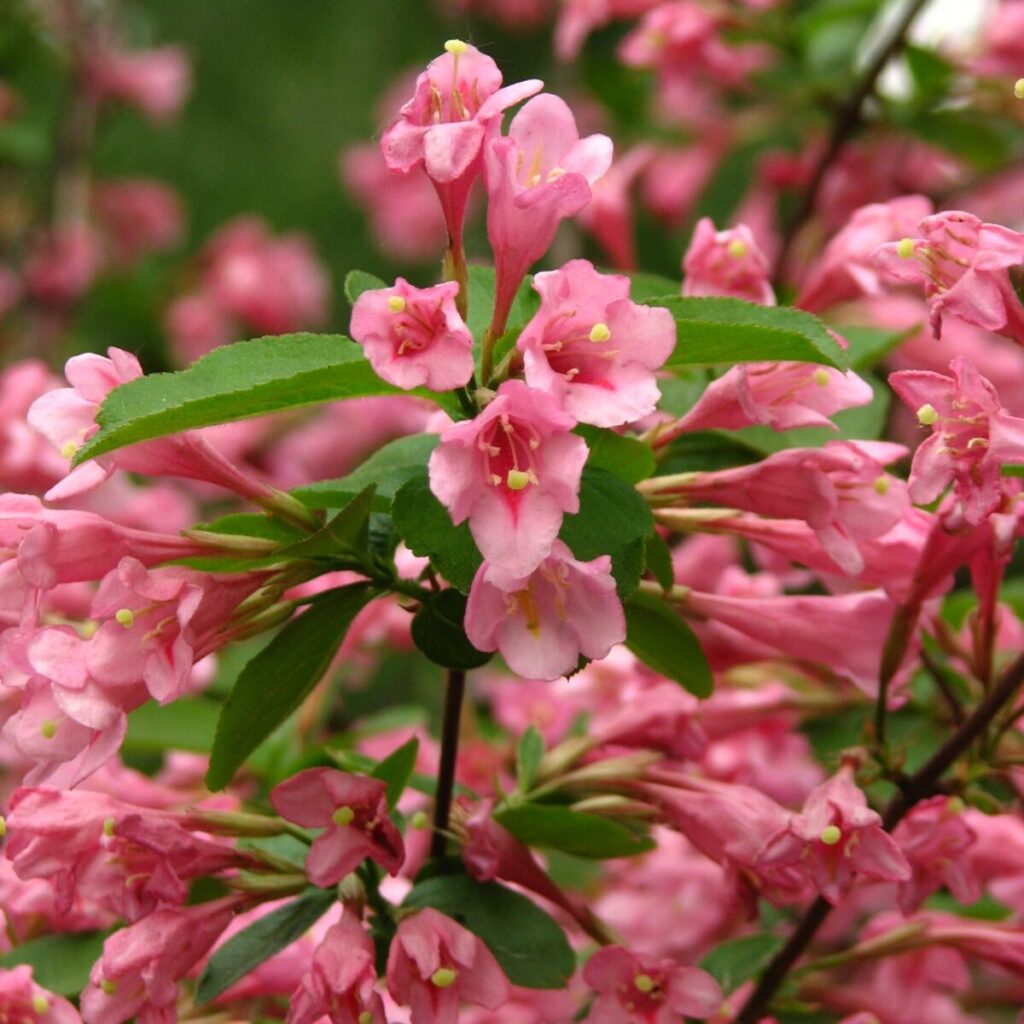Rózsaszín virágú rózsalonc (Weigela florida ‘Styriaca’)